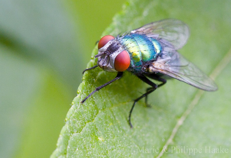 Mouche verte 1563.jpg - Lucilia sericata... Plus noble comme nom que "mouche verte"! Arrivée ce matin dans le jardin... pour nettoyer les excréments des renards :-)) Hyper efficace: le soir-même, une crotte avait été complètement "mangée" par cette mouche et ses congénères! (Ermitage, Genève, Suisse)